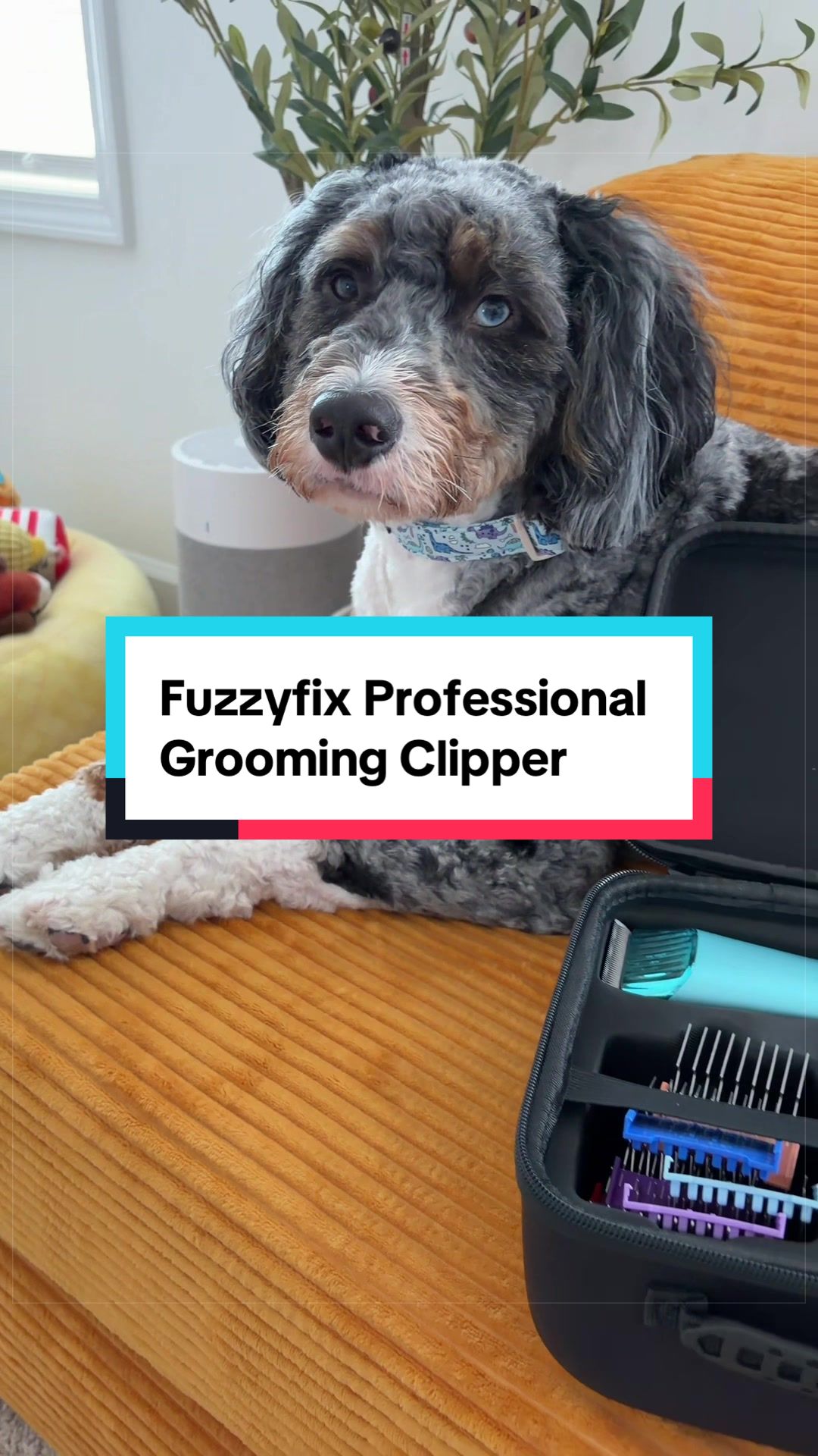 @Archie The Bernedoodle