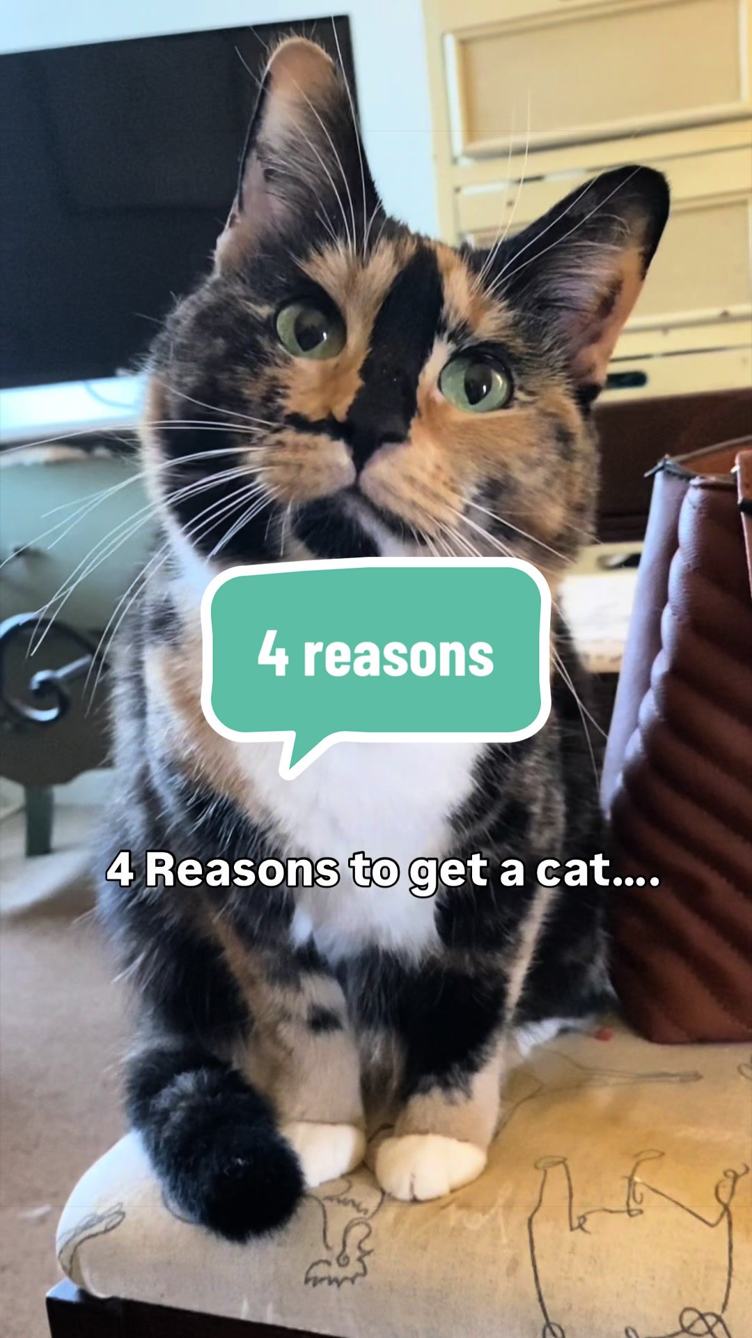 @SnickersTheSmilingCat