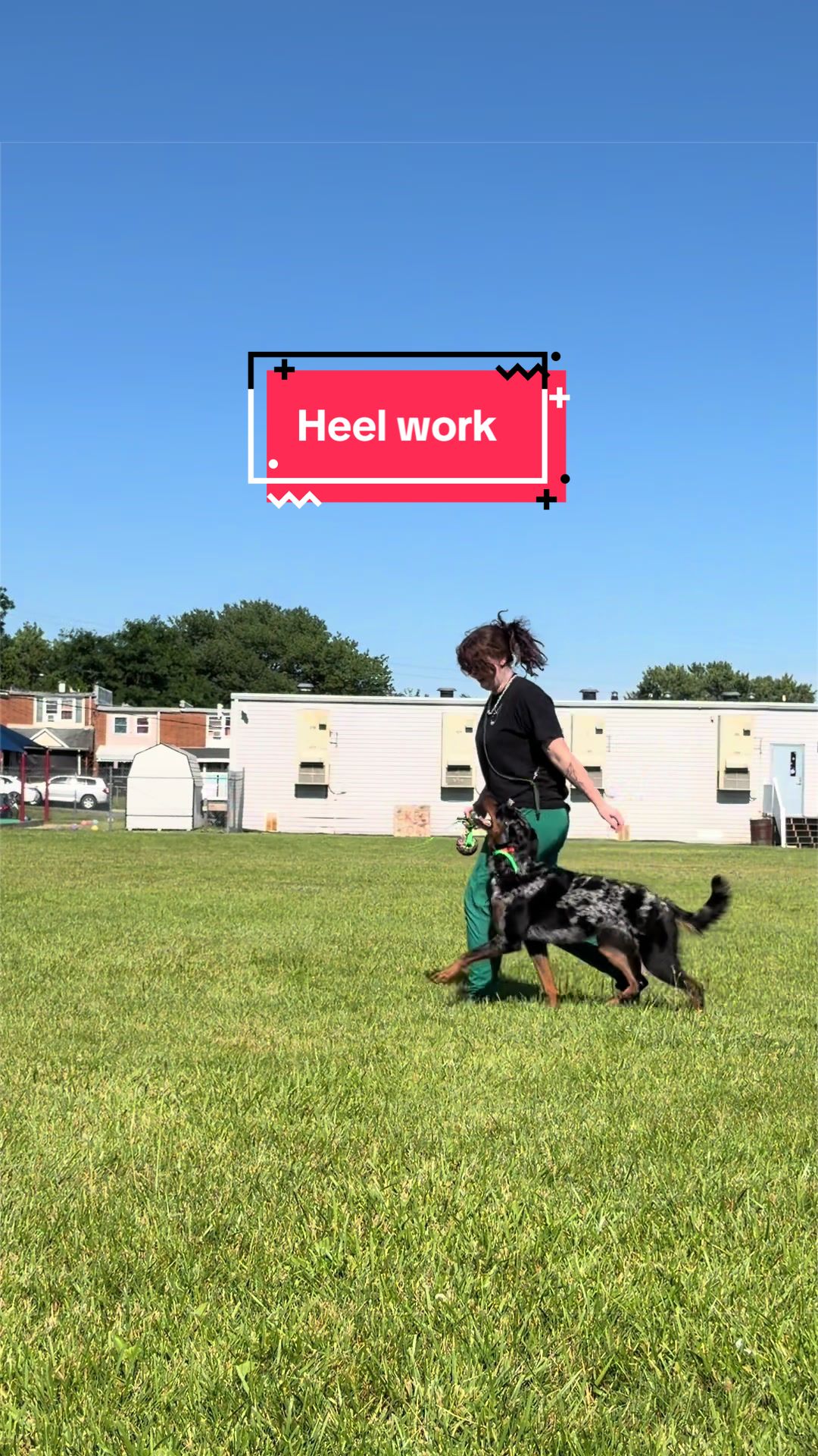 @valkyrie.the.beauceron