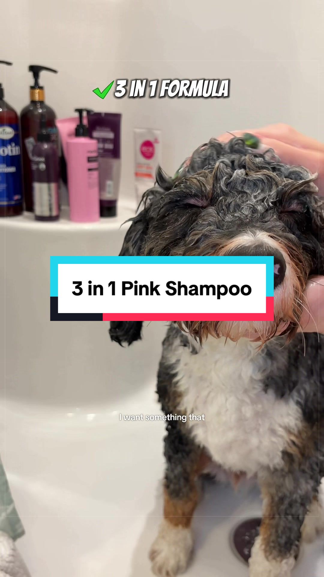 @Archie The Bernedoodle