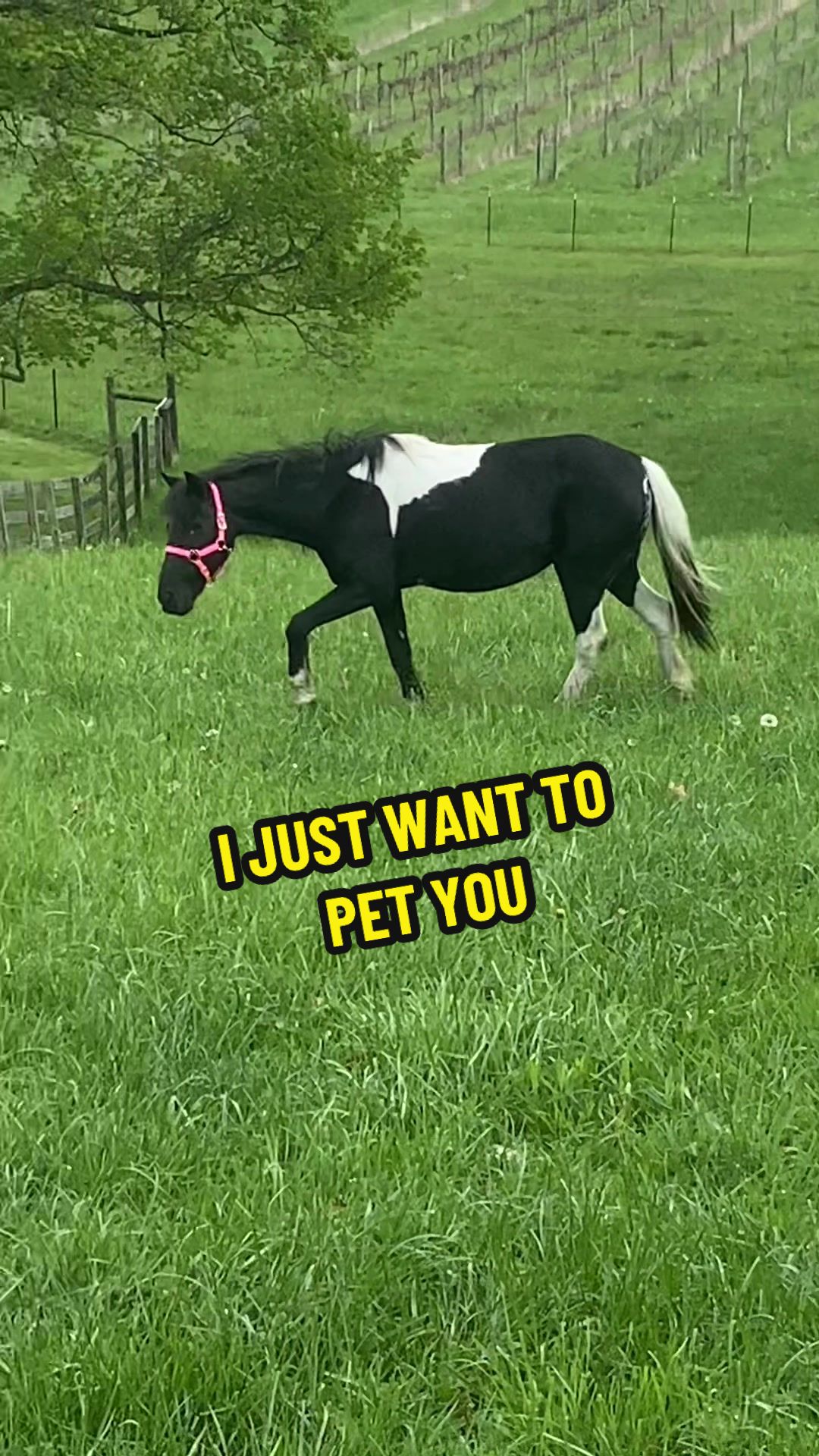 @vociferouswhisper