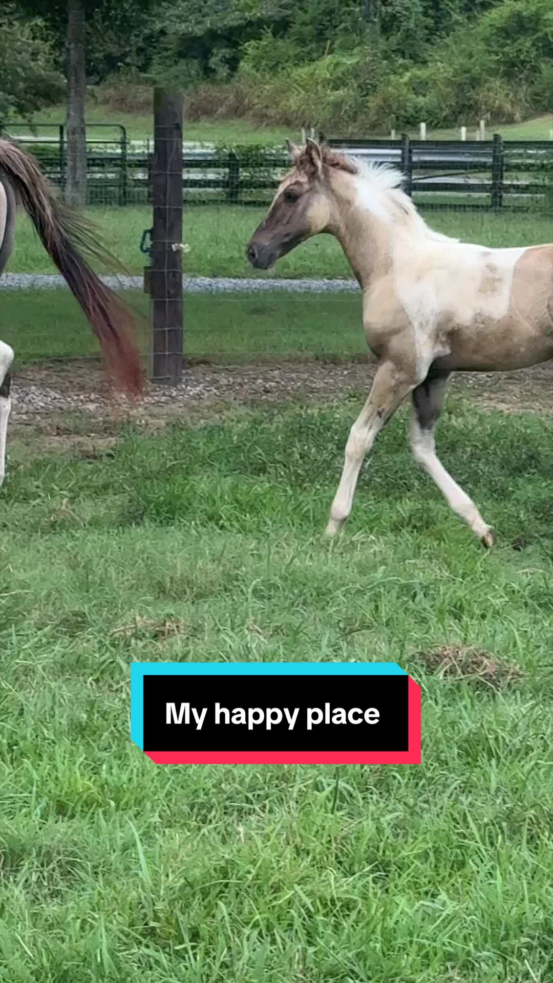 @ThePaintedAcresRanch