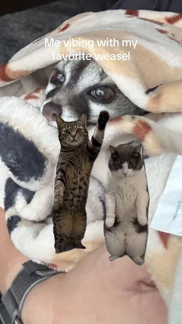 @Dr.Nicole-VetMed