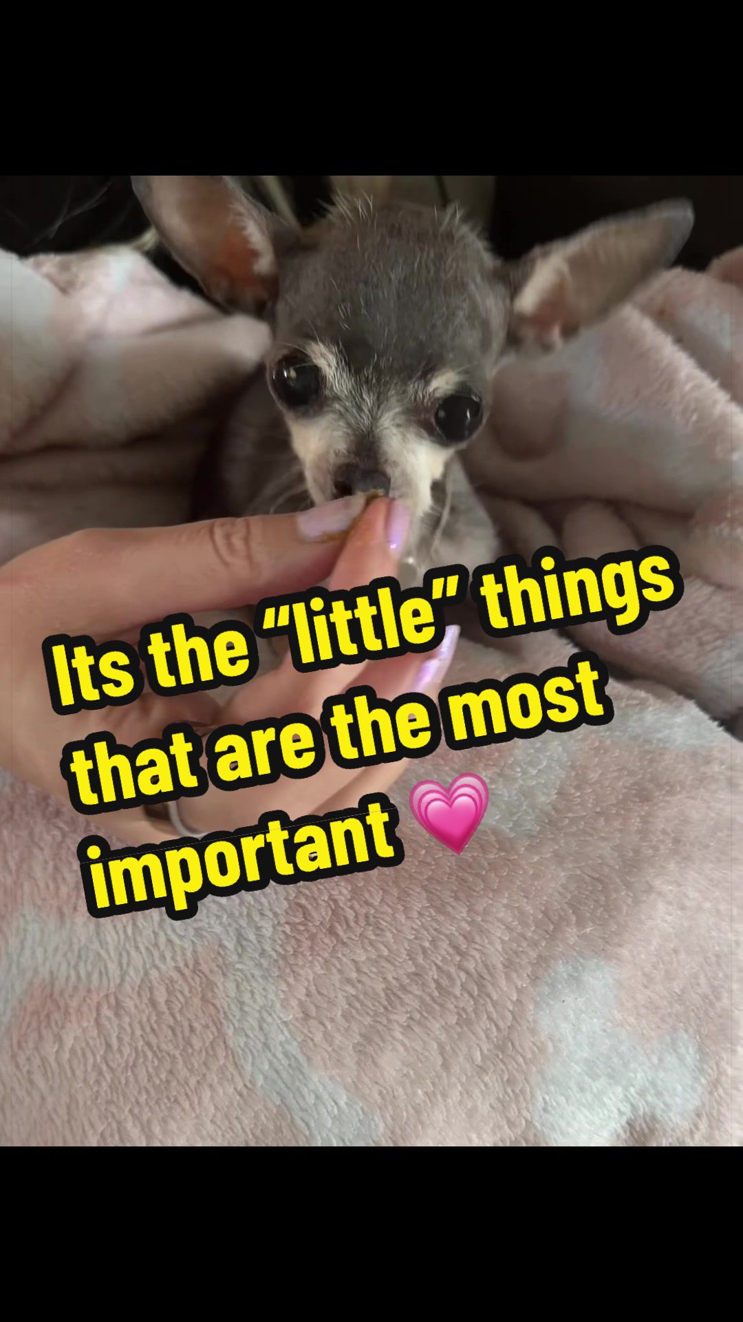@Tinytiffytheteacupchihuahua