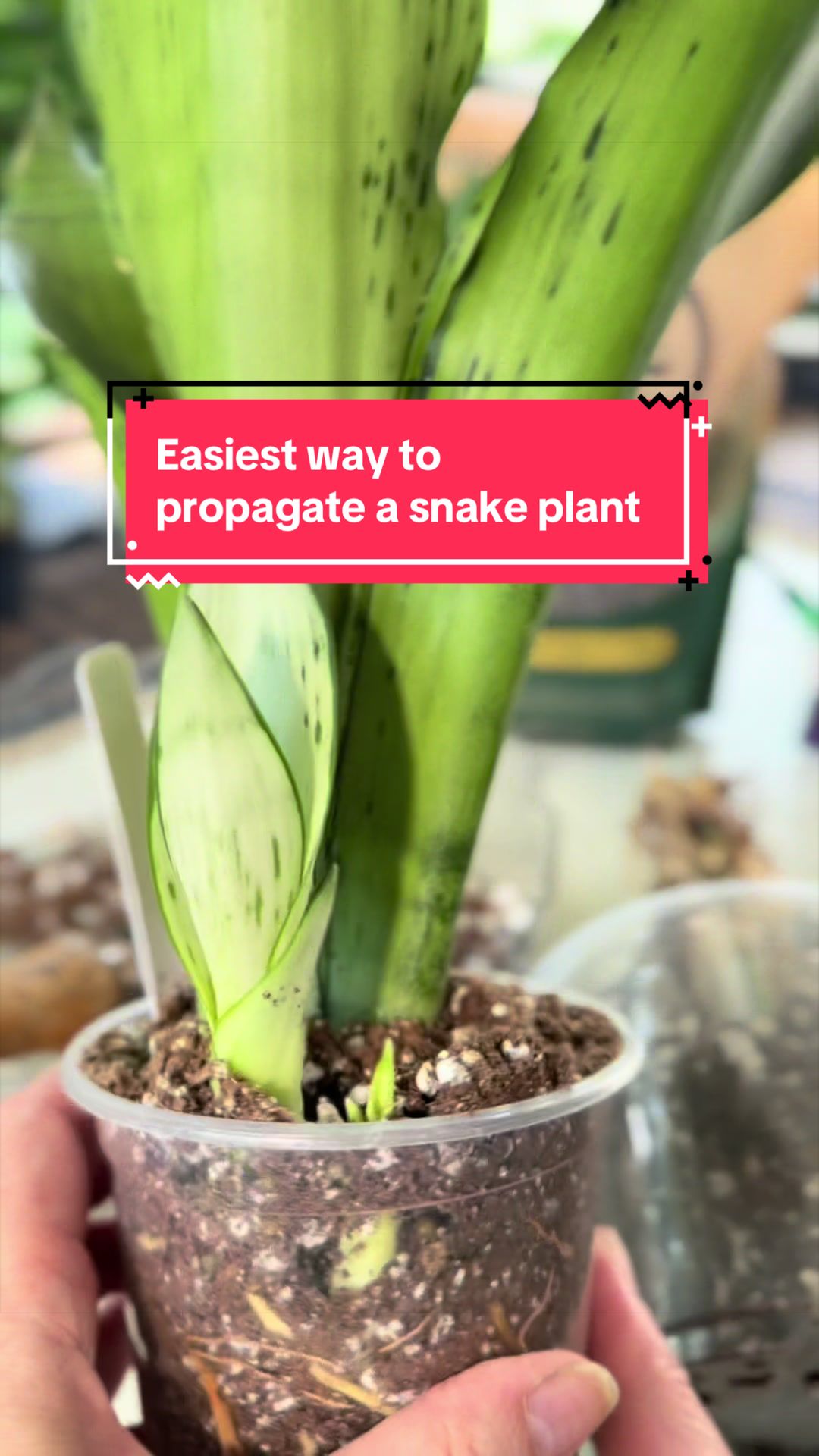 @Pothosiblyaboutplants