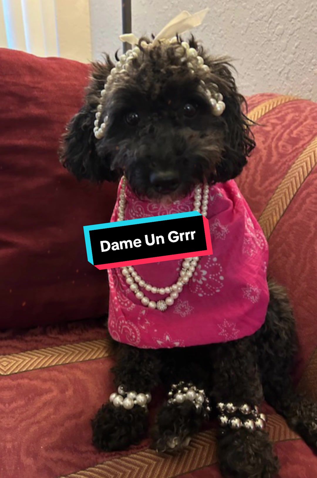 @Dm77poodles