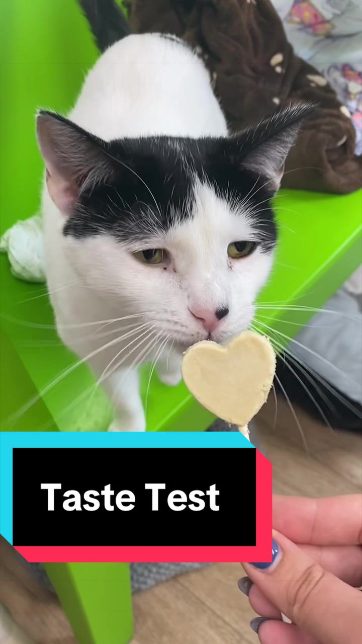 @The Cattery