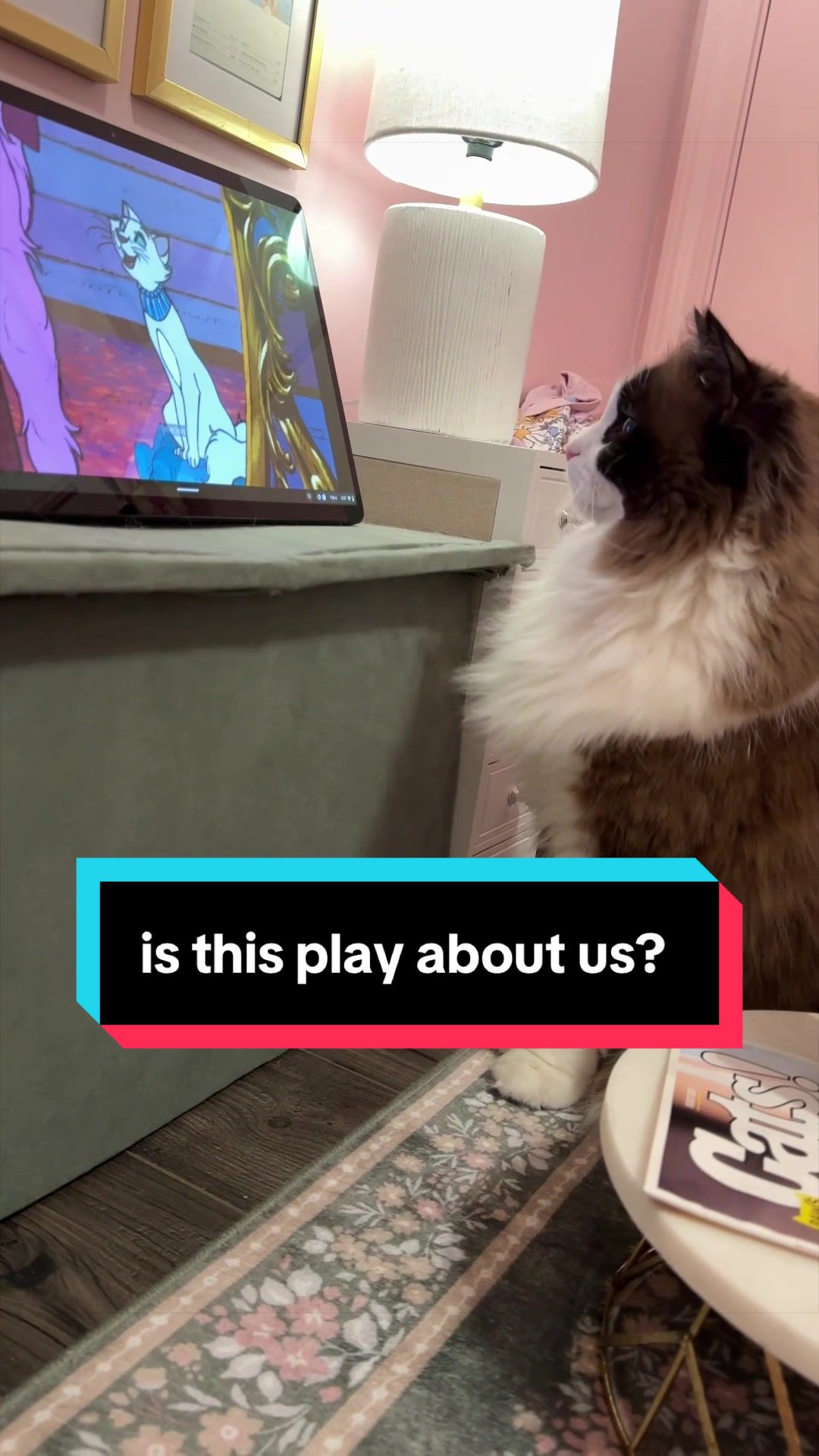 @Meredith Ragdoll Cat