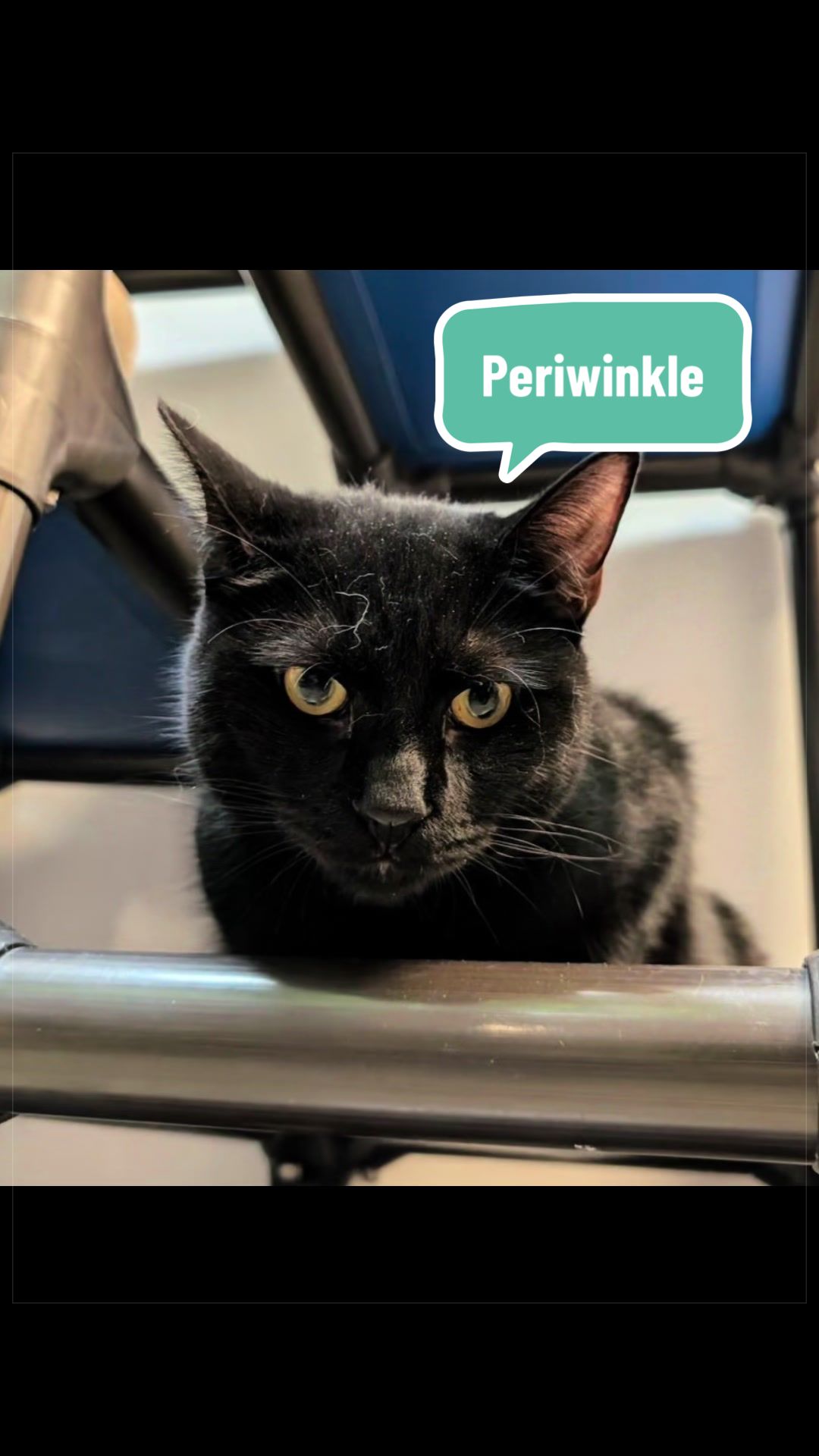 @Fancy Cats Rescue Team