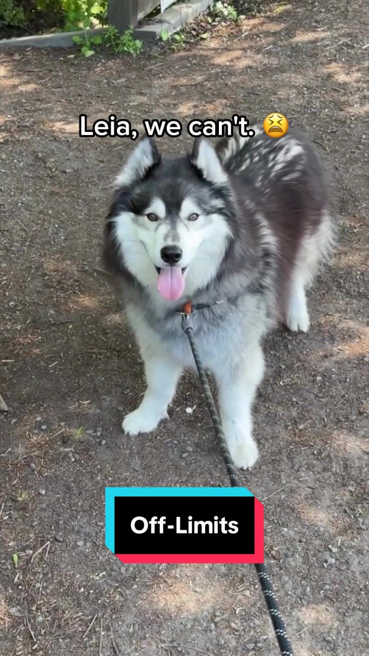 @Siberian Derpskies