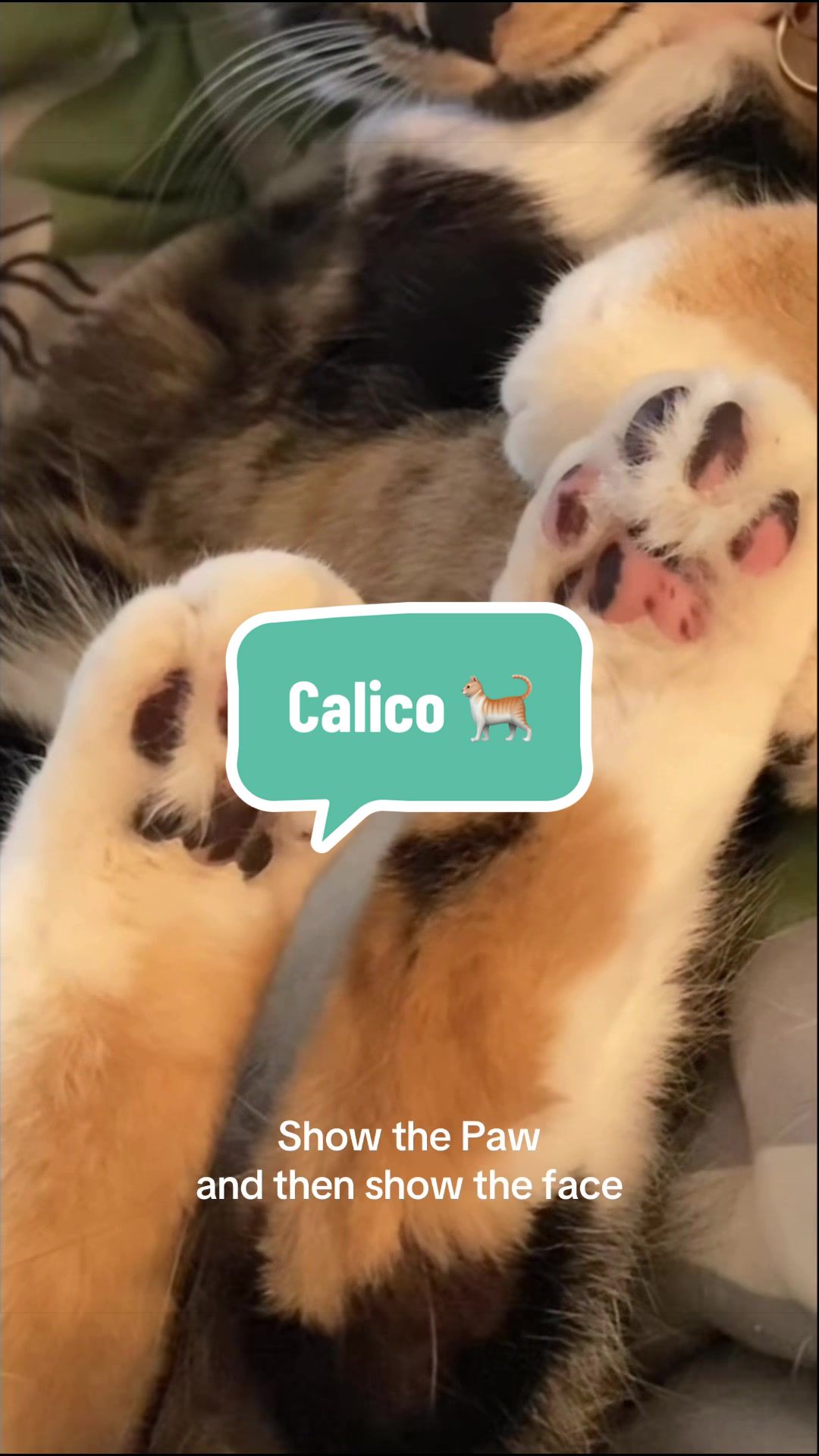 @SnickersTheSmilingCat