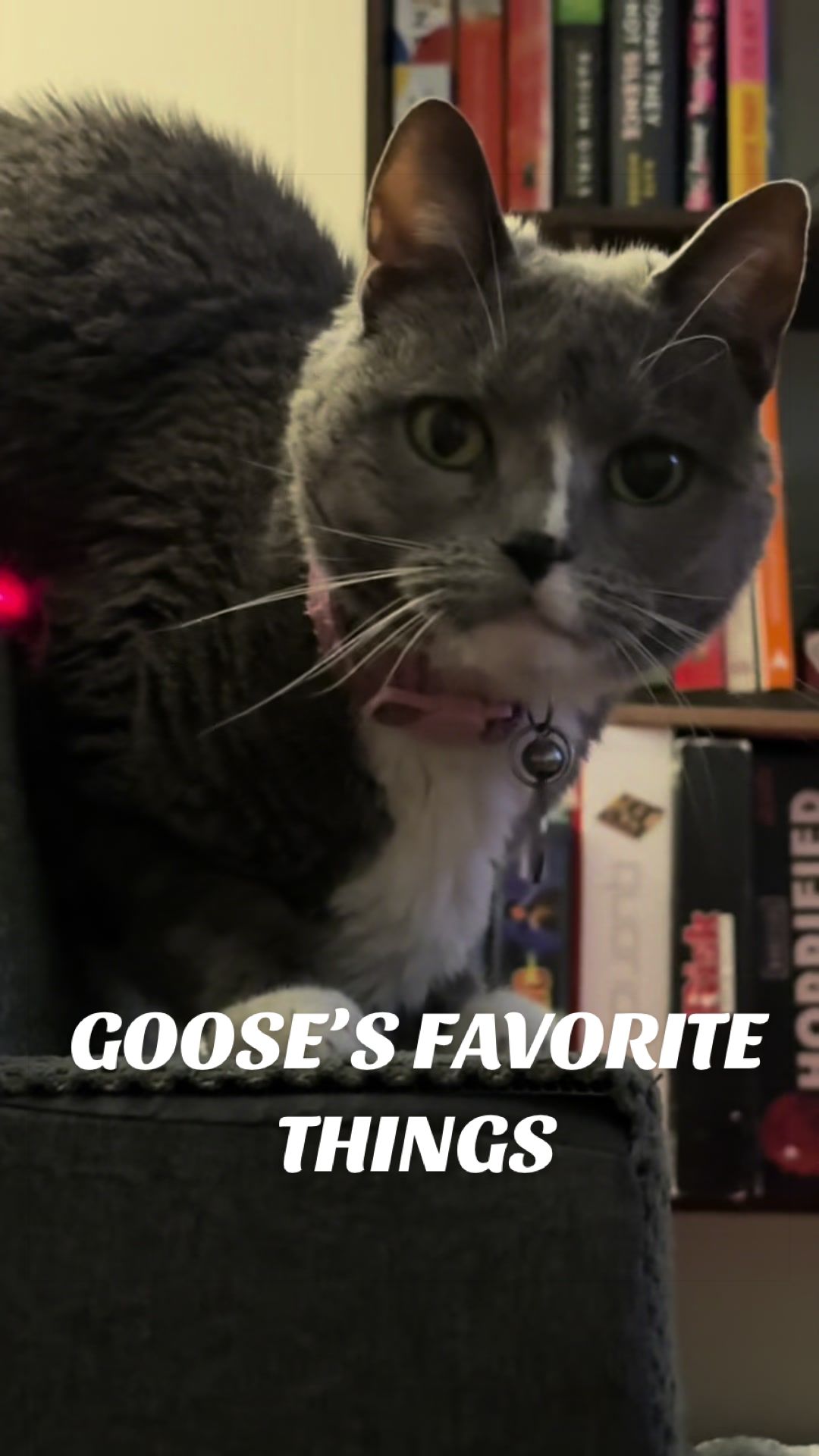 @goosie.gurl
