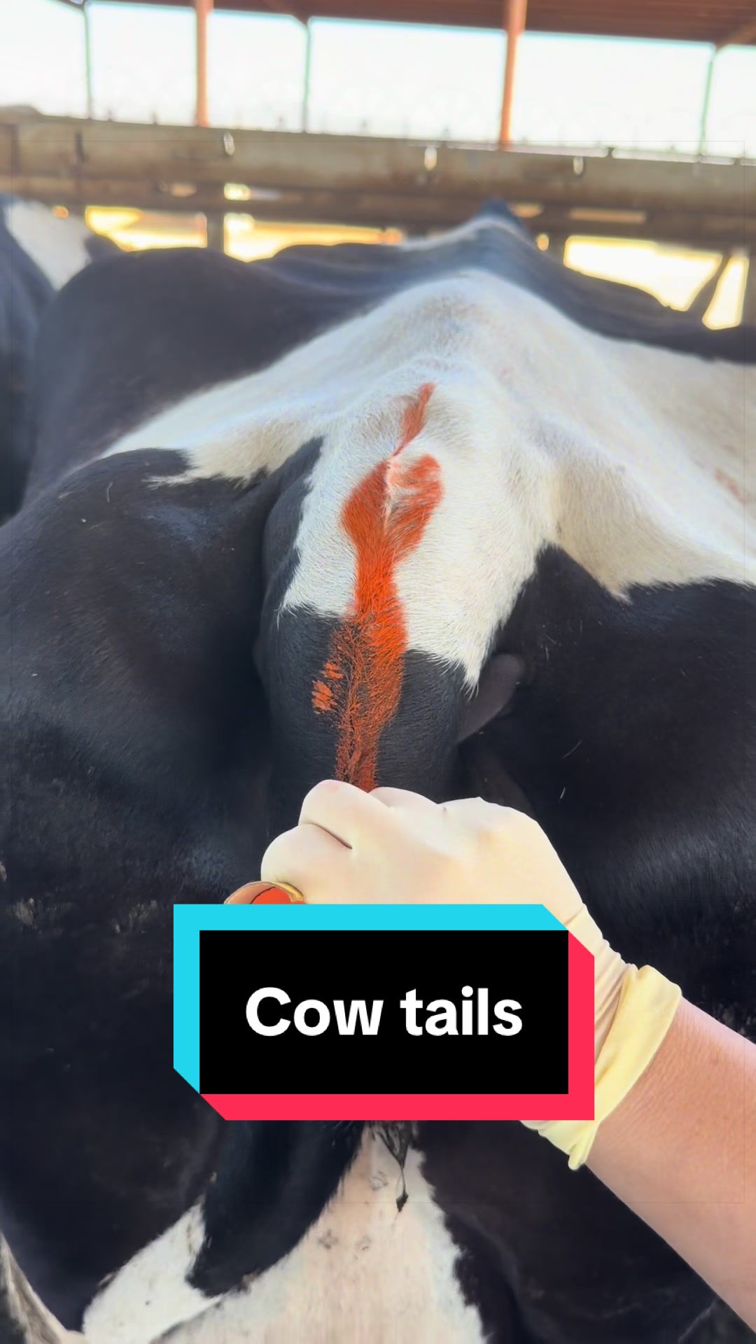 @Dairy Vet Dr. Michelle
