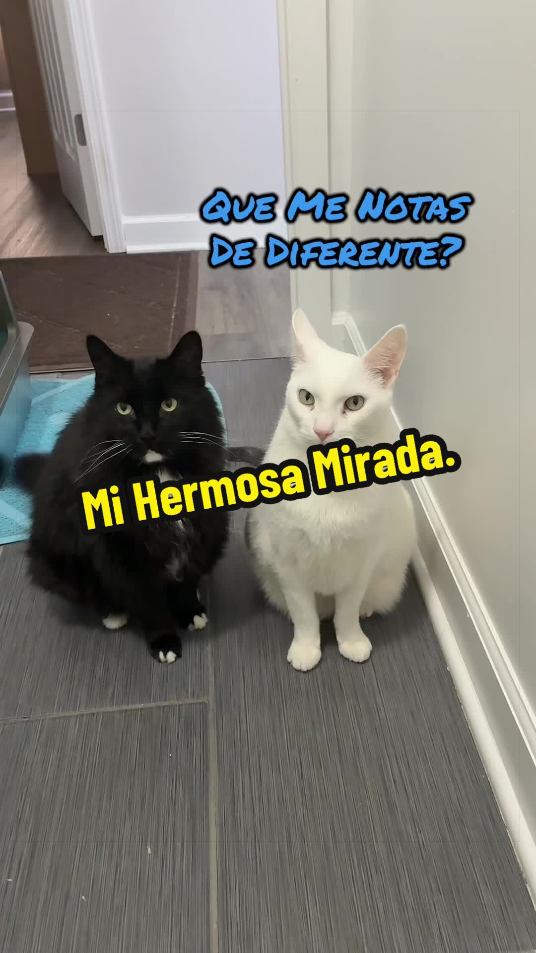 @🦖 MEOWassic CAT😺