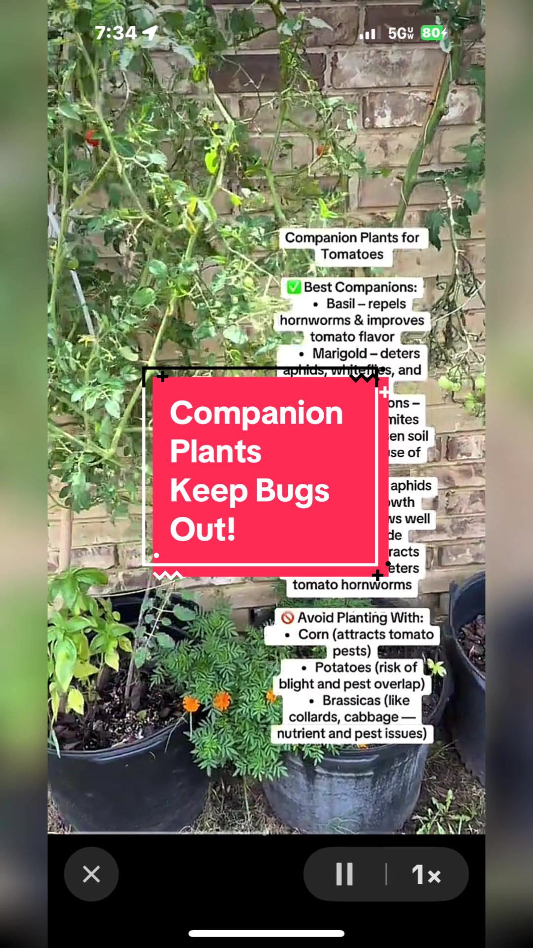 @greengirlgardens