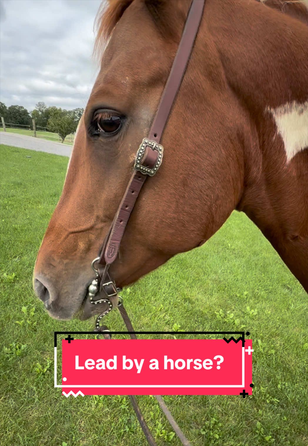 @yourhorseandponyleader