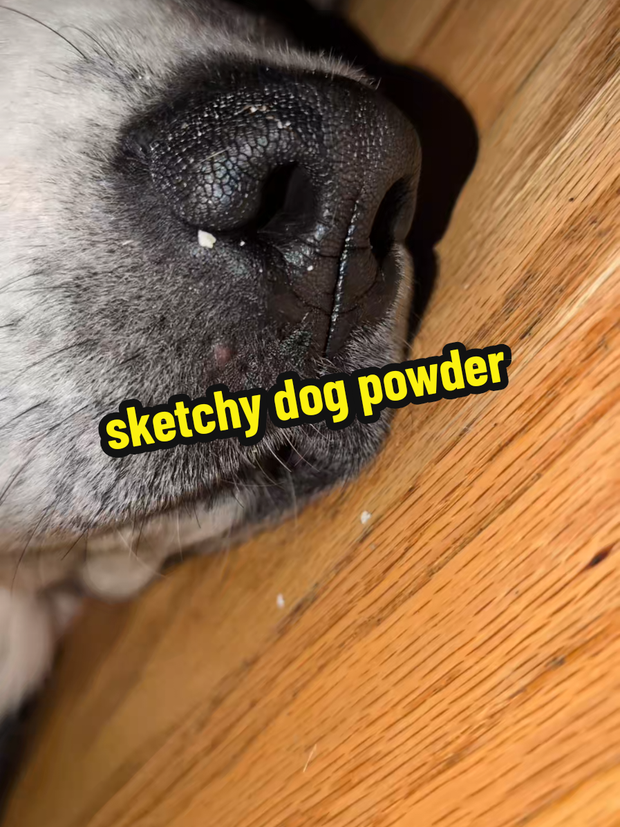@Chickens & Bullies