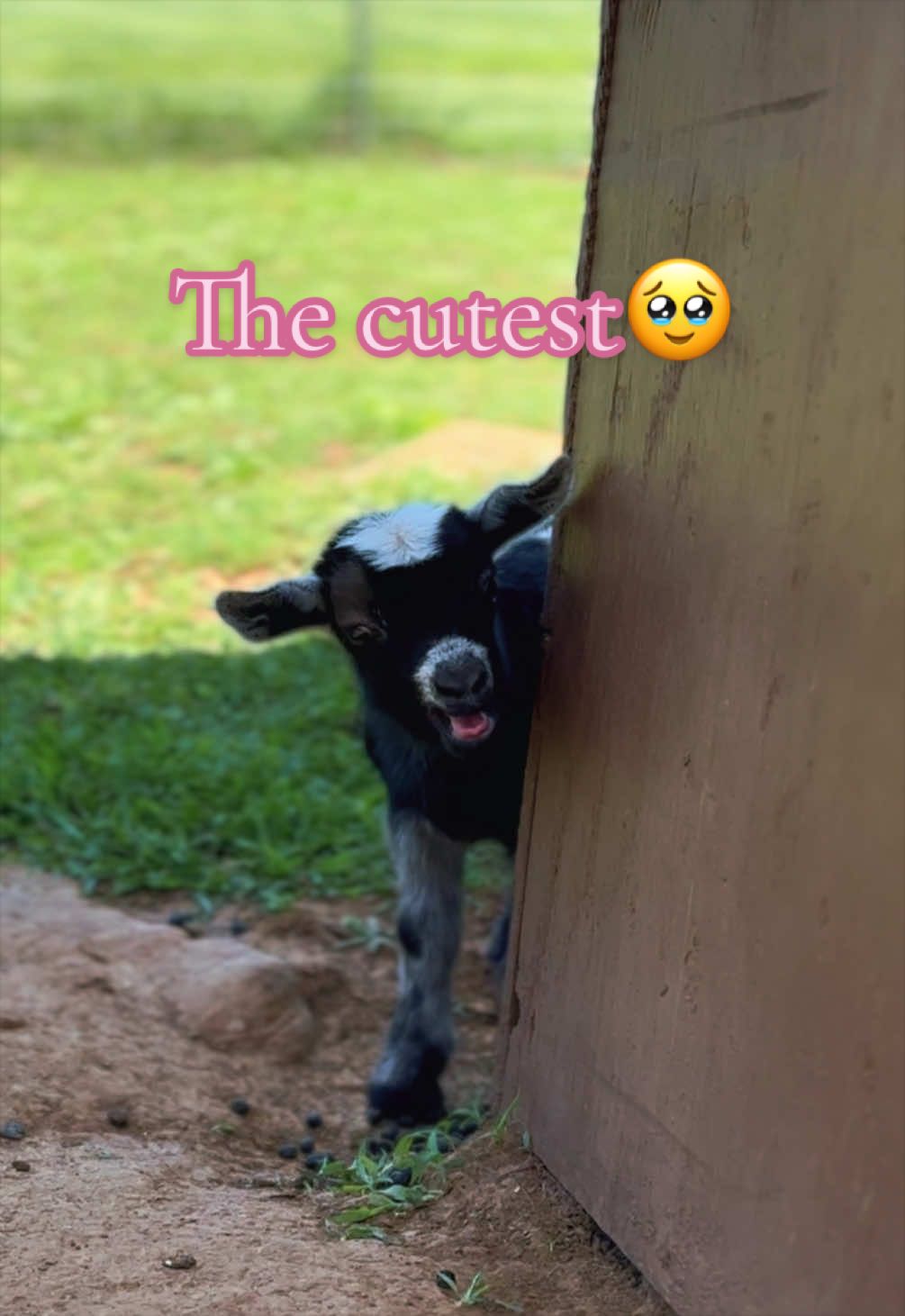 @Momma Tay🐐🐓👩🏼&zwj;🌾💕