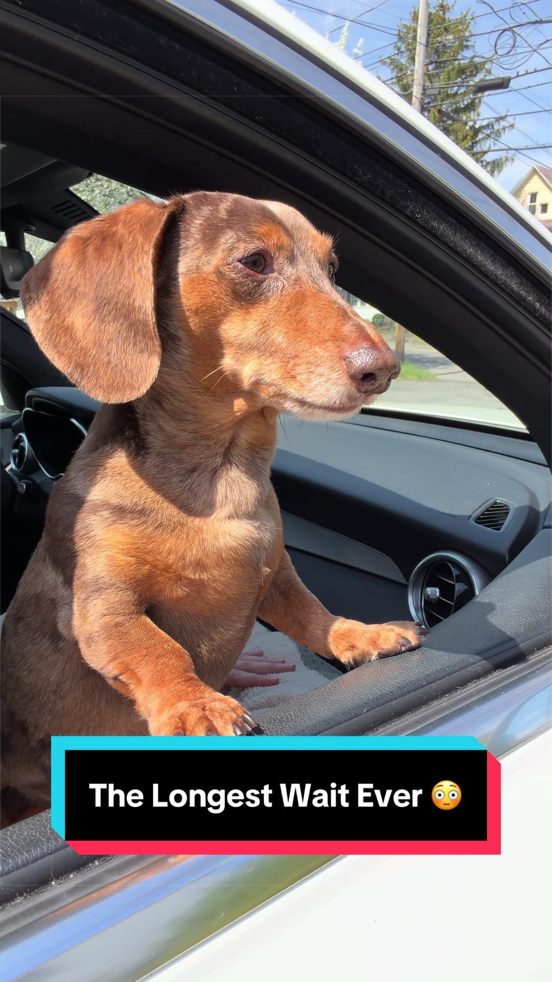 @NormanTheWienerDog