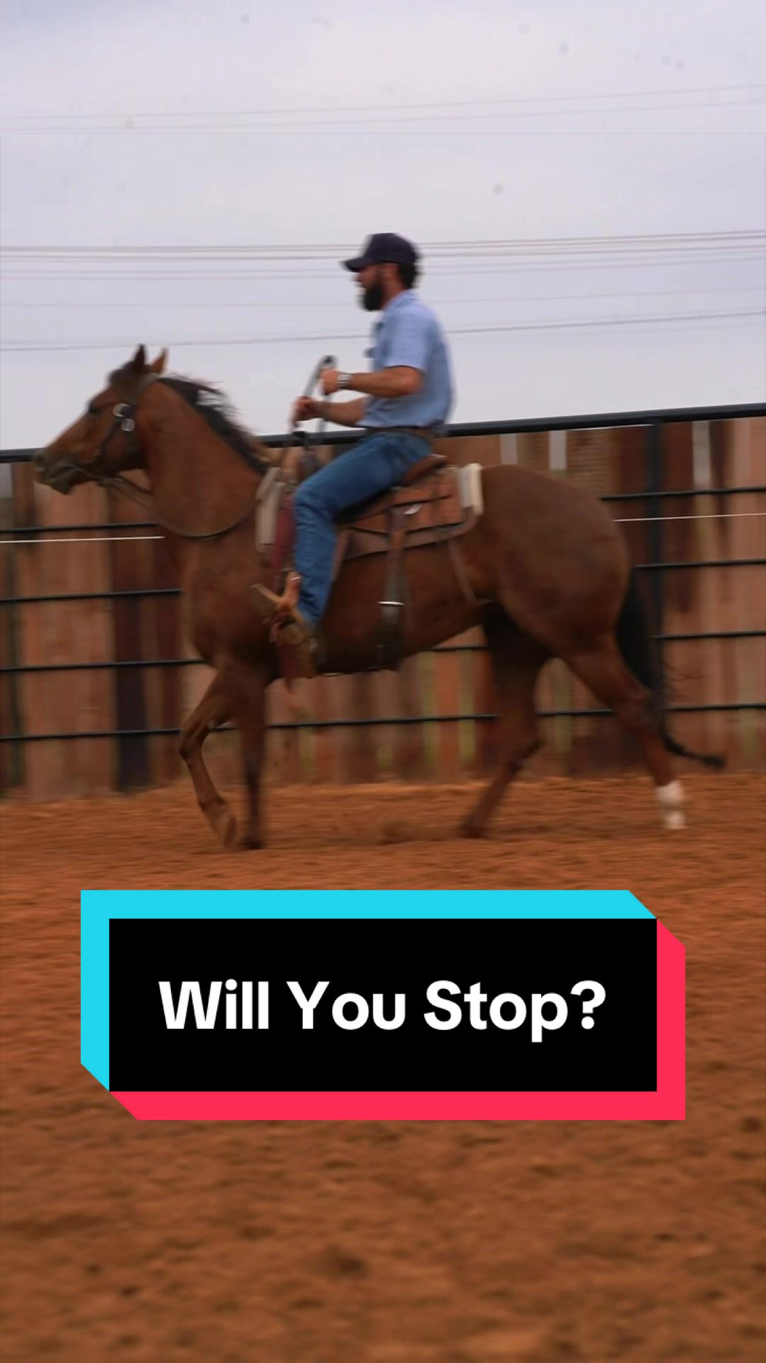 @WS Horses