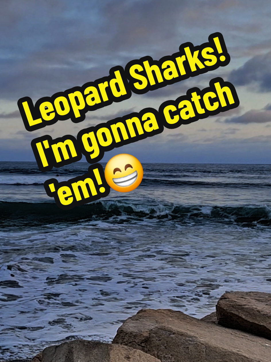@🐠 Mr Sheev 🌊