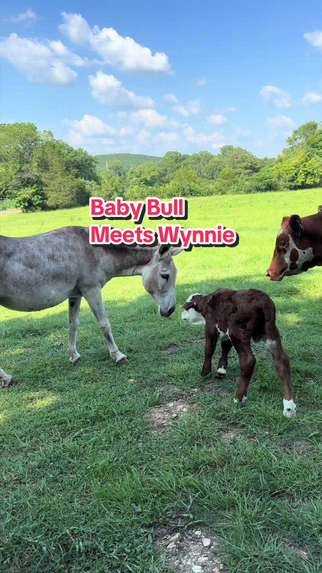 @Piney Bend Cattle