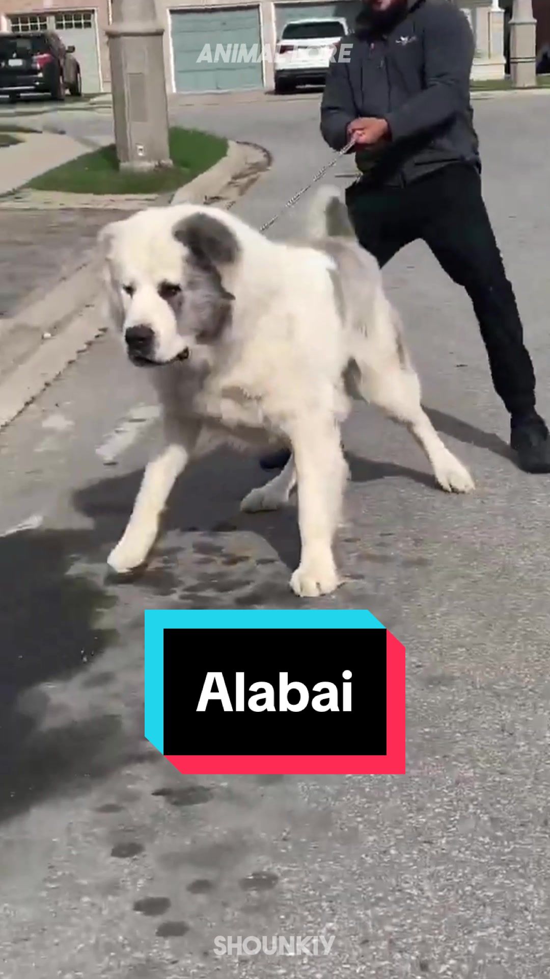 @ANIMAL LORE