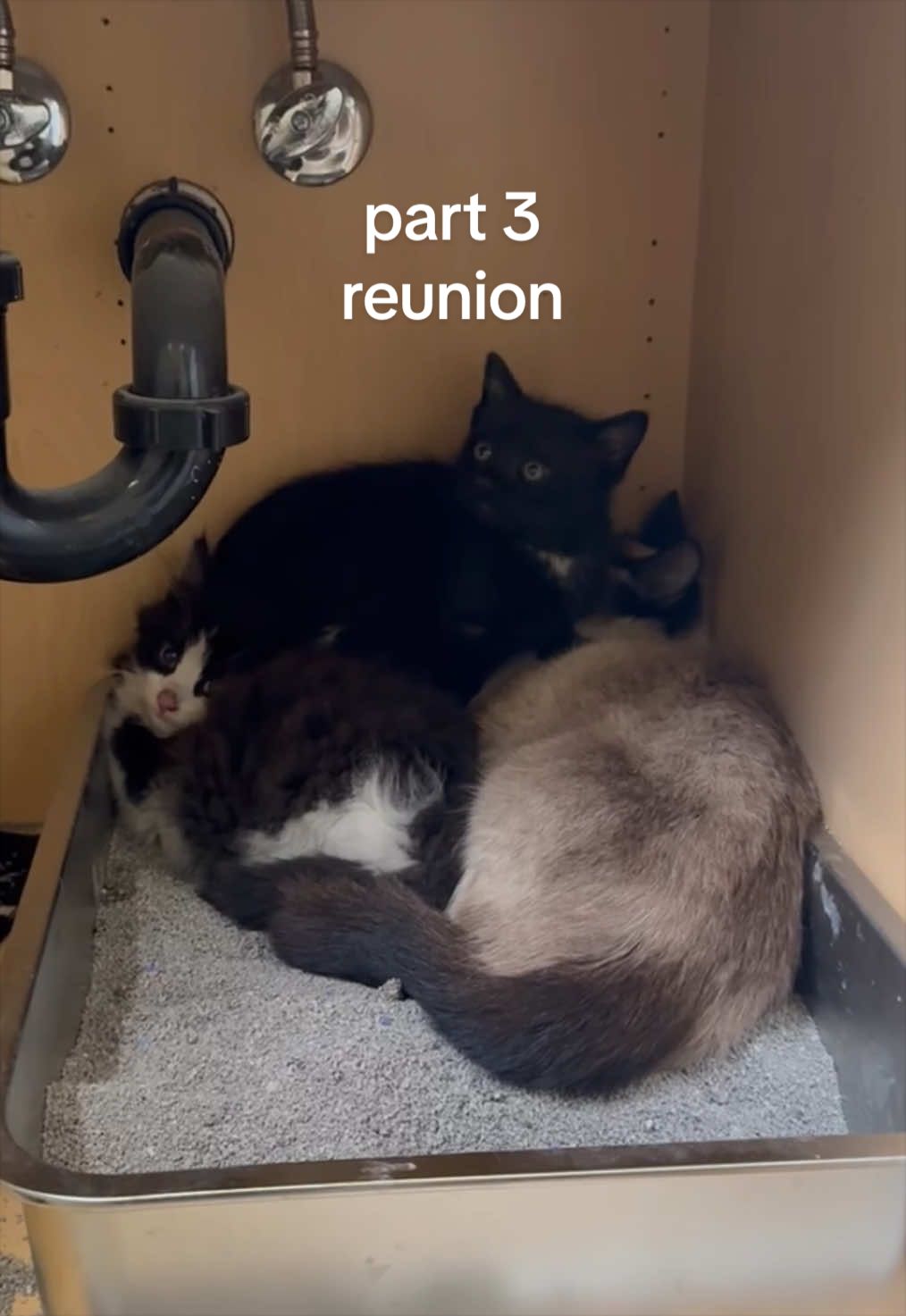 @tiana fosters cats