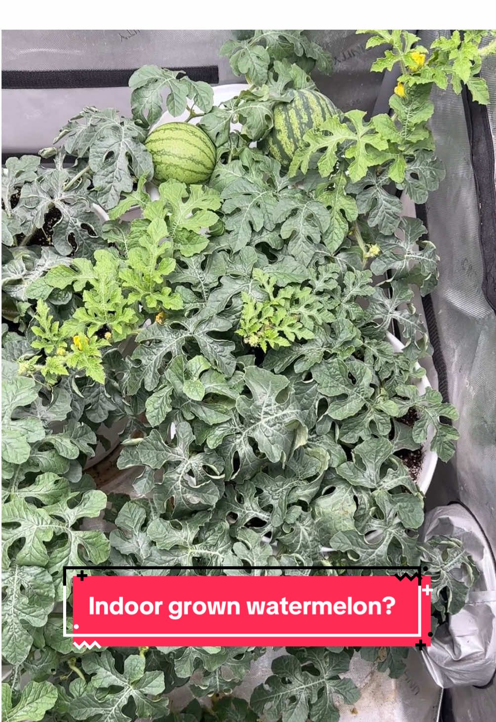@Chaneys Organic Produce