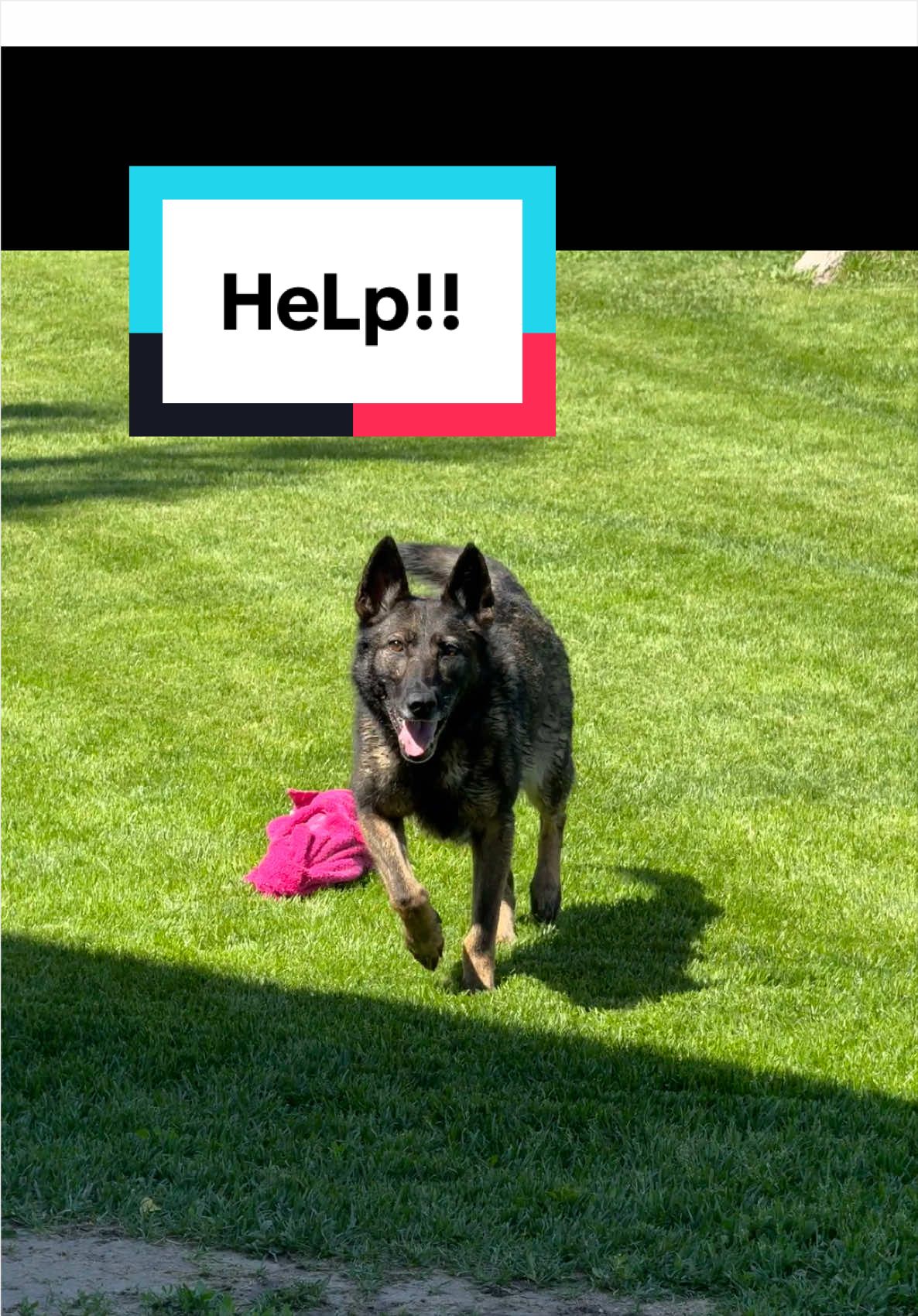 @K9 Dina