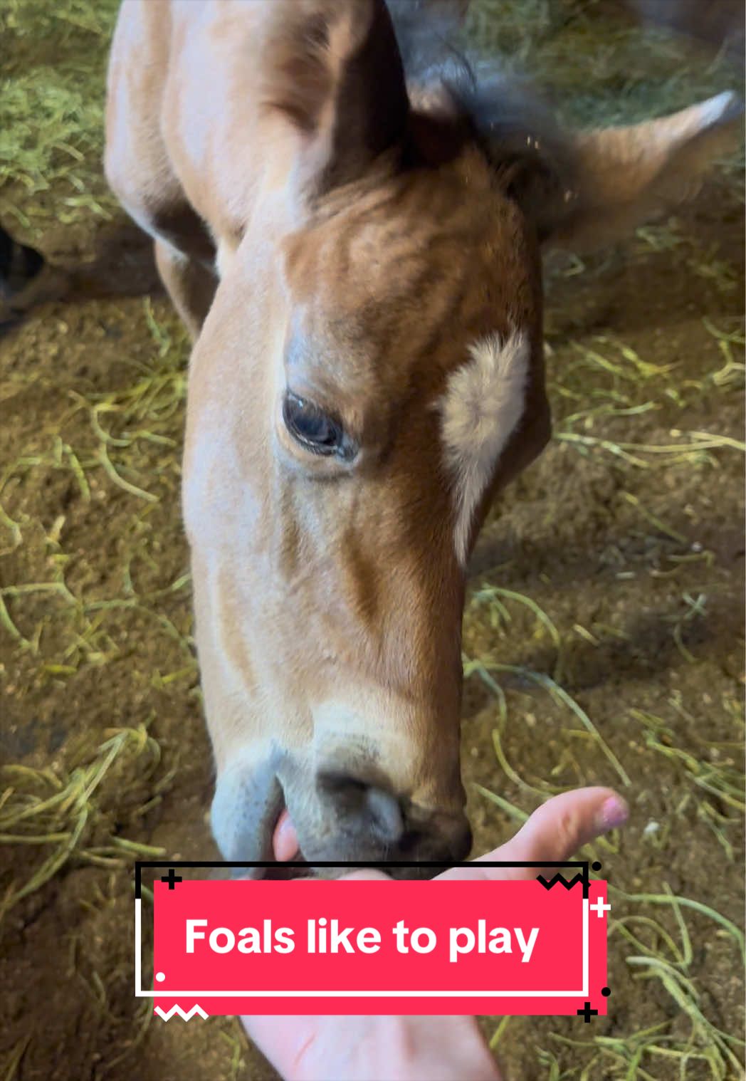 @yourhorseandponyleader