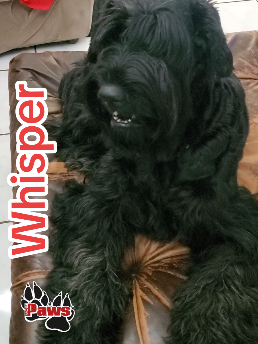 @Giant Schnauzers