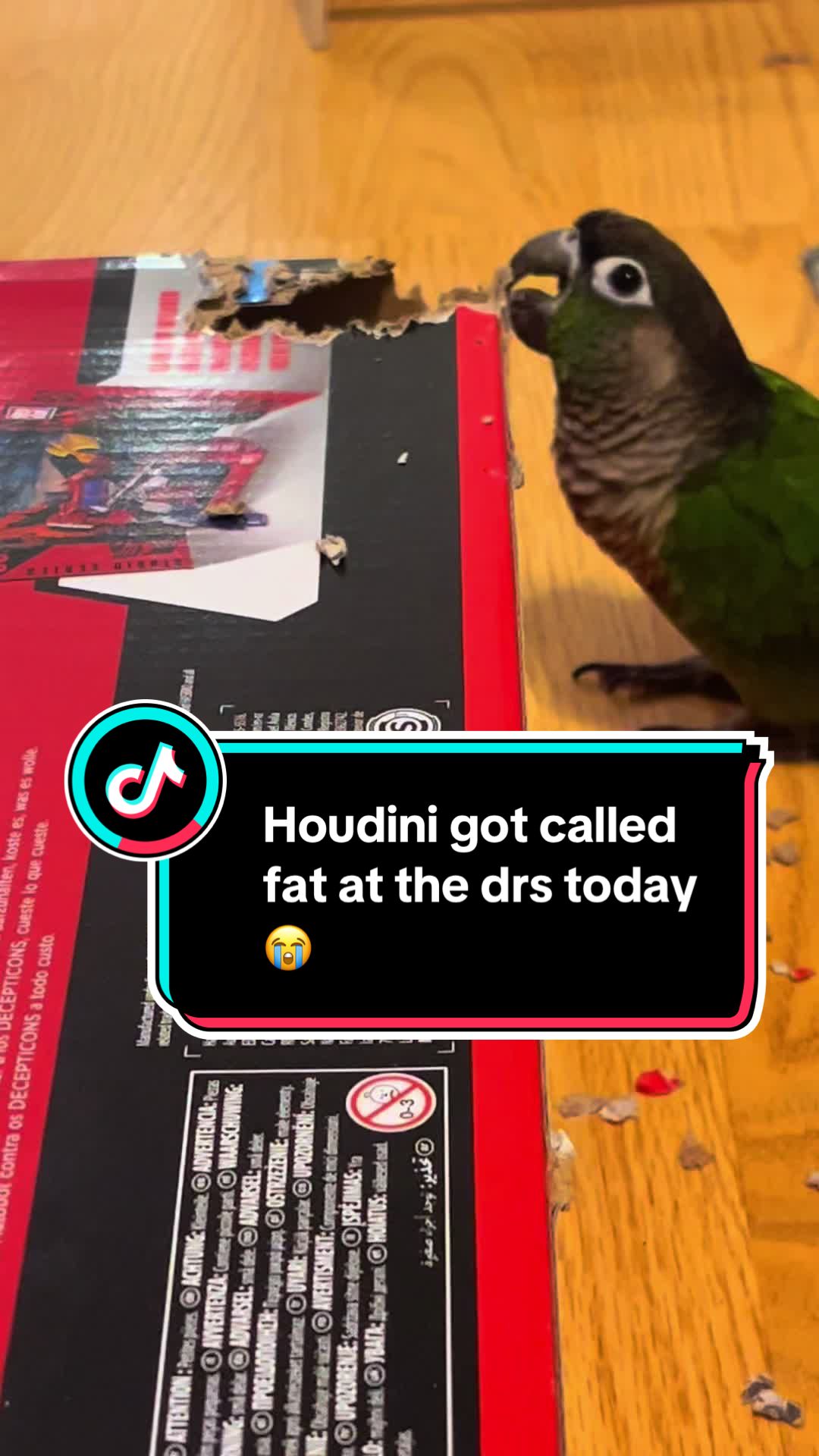 @Houdini 🦜🧚&zwj;♀️💕