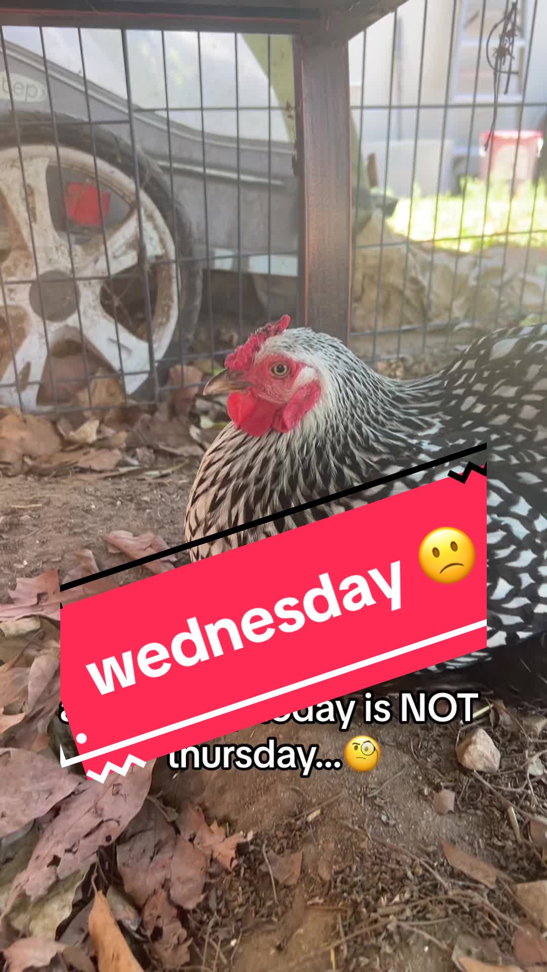 @Seven_mightyhens