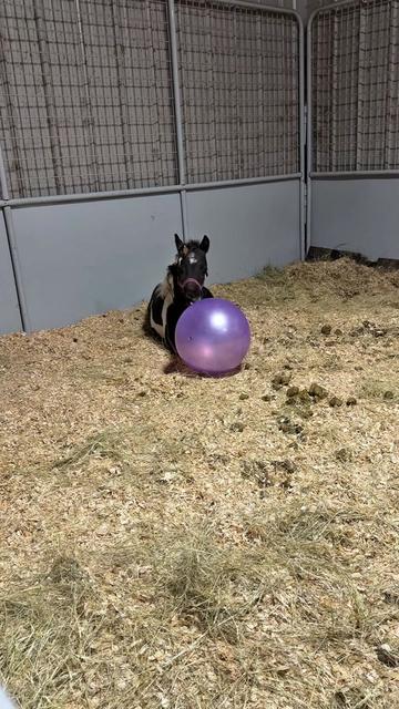 @Dr.Nicole-VetMed