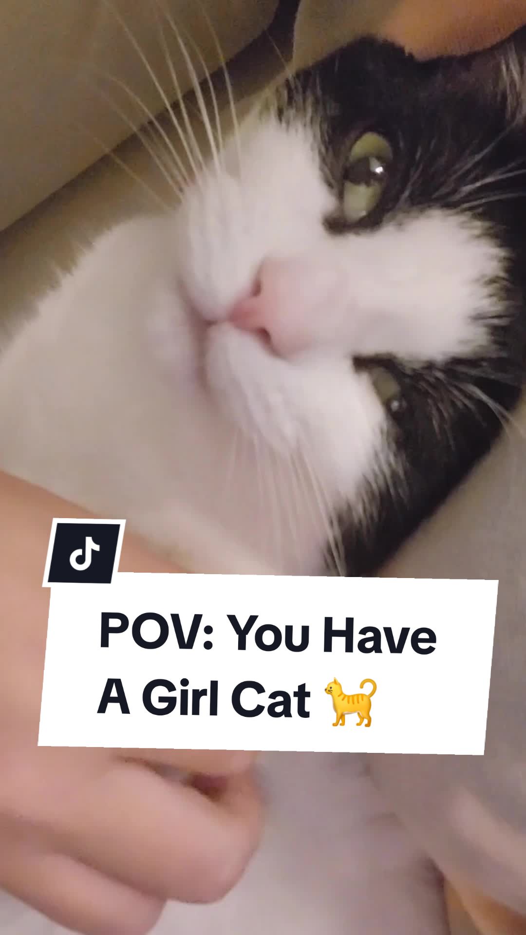 @Leo & Ali the cats 🐈