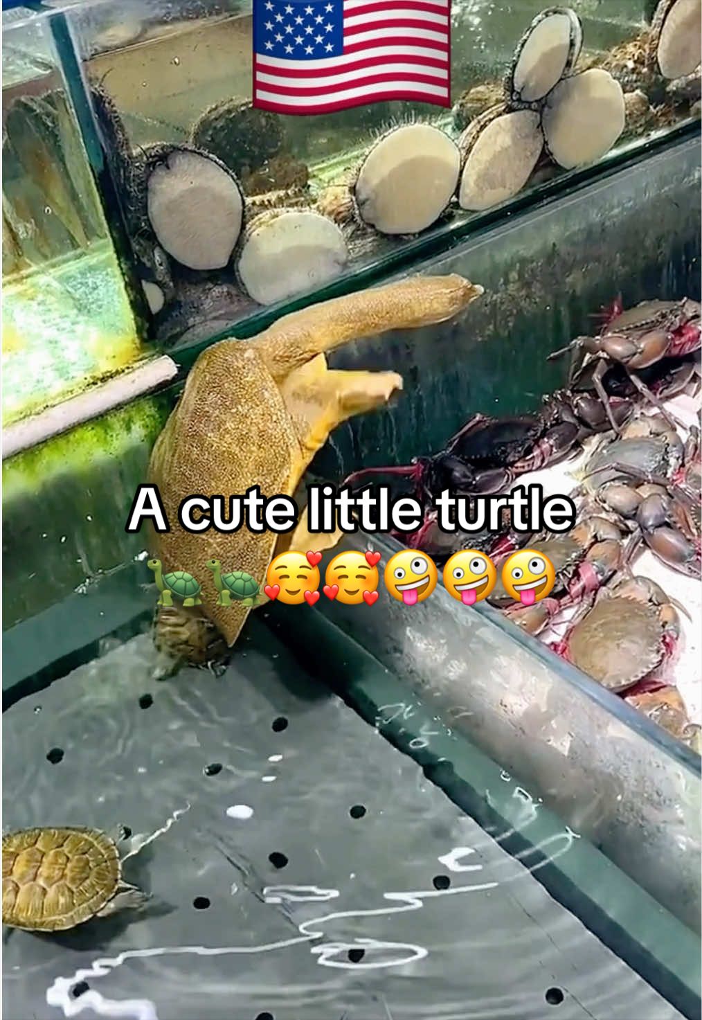 @Mr. Turtle