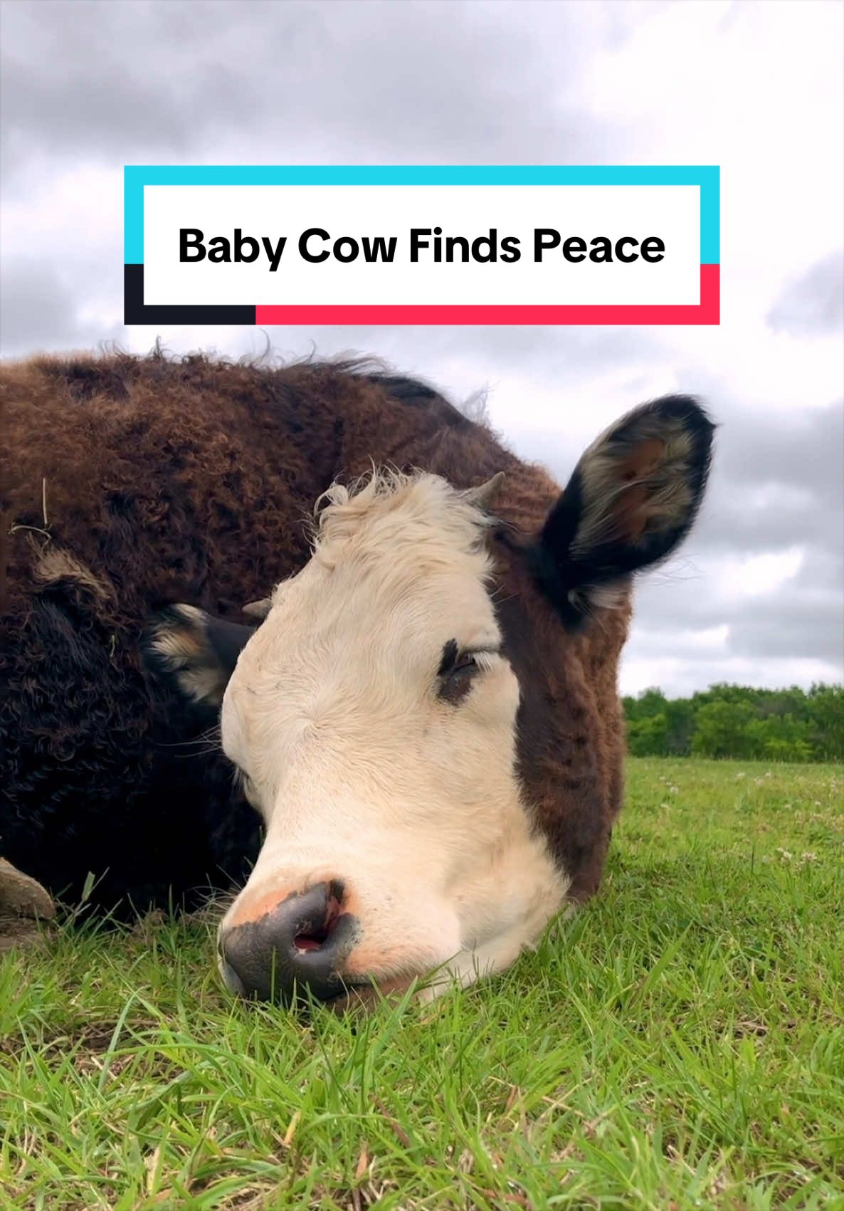 @The Gentle Barn | Sanctuary