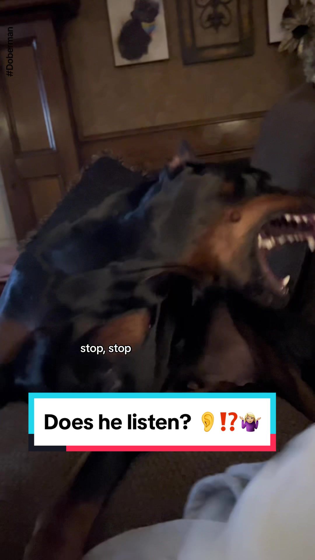@Tiny Bear & Tiny Horse