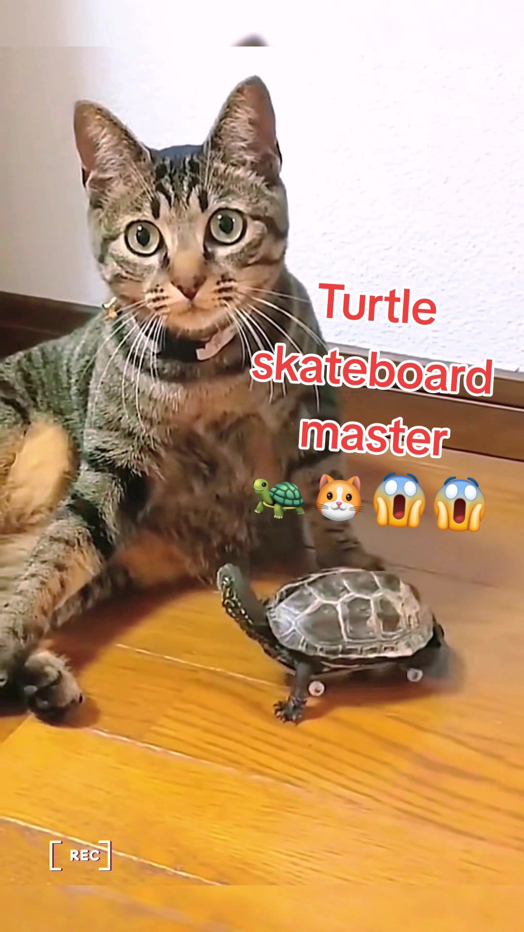 @Mr. Turtle