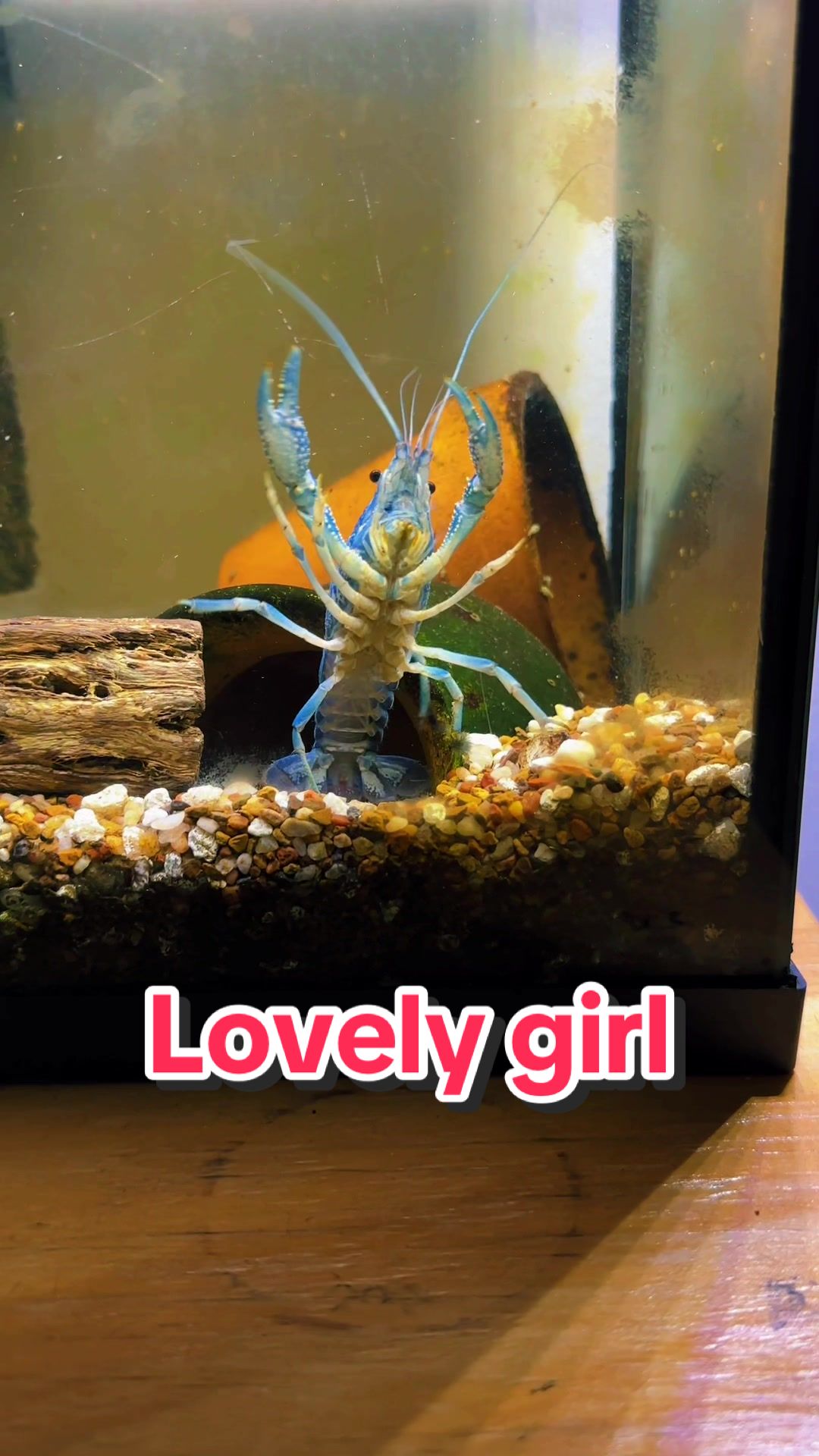 @Larrythebluecrawfish