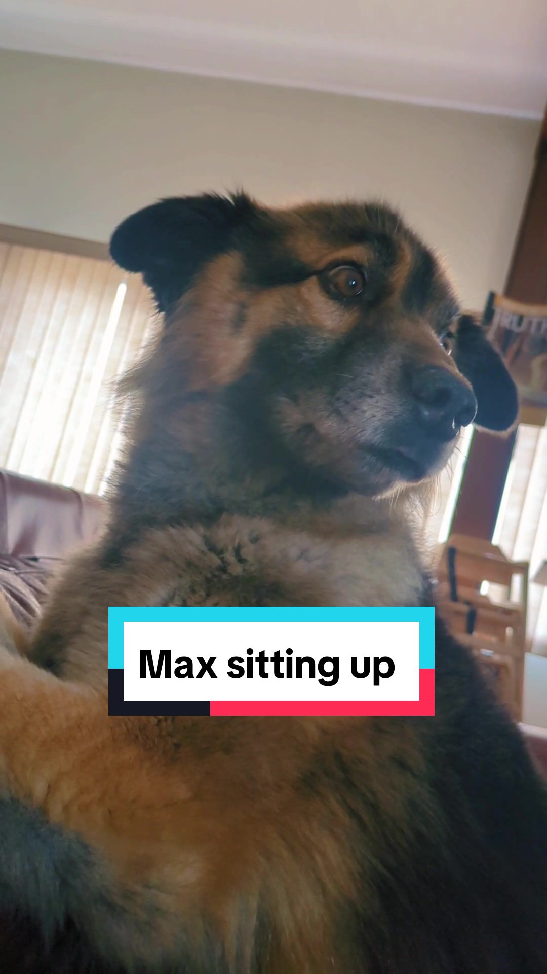 @Maxwell the Fluffy Buddy