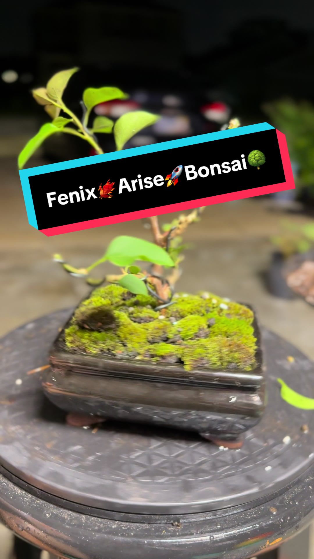 @BONZÁIMBI™️⛩️