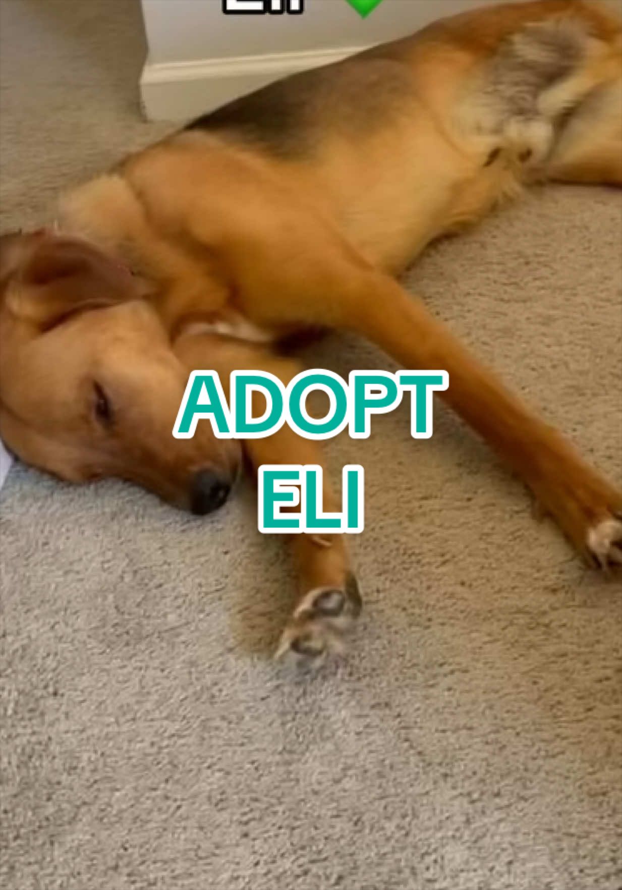 @Adopt a Pet