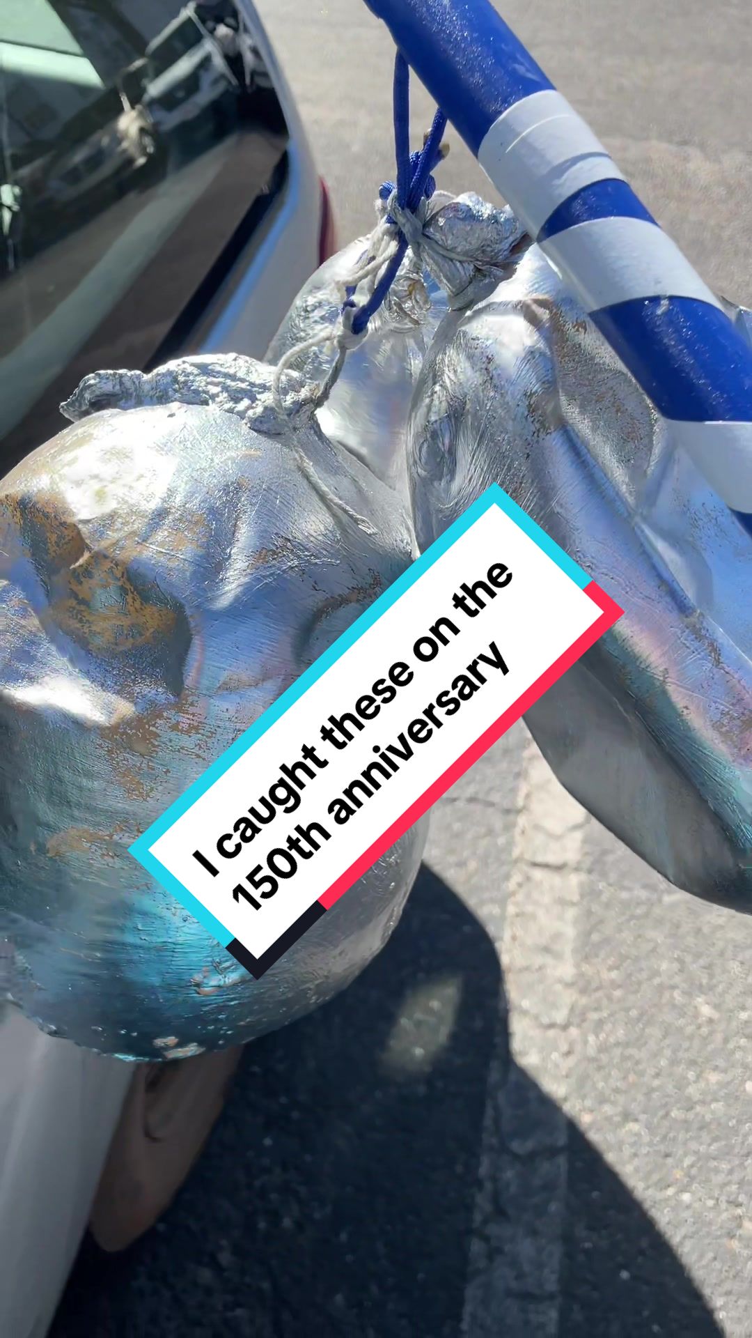 @Josh🐨