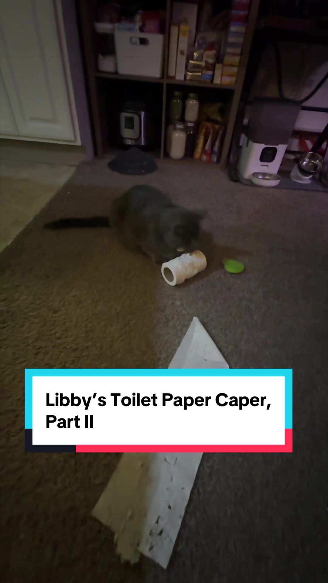 @my2blindcats