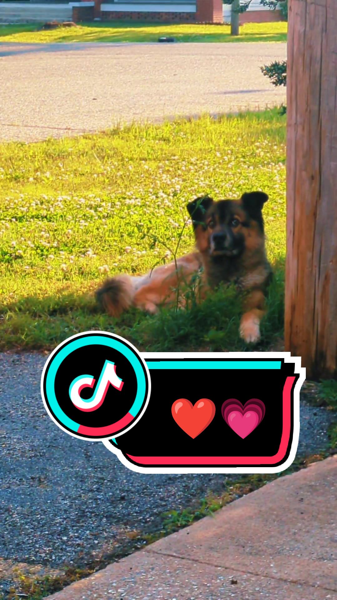 @Maxwell the Fluffy Buddy