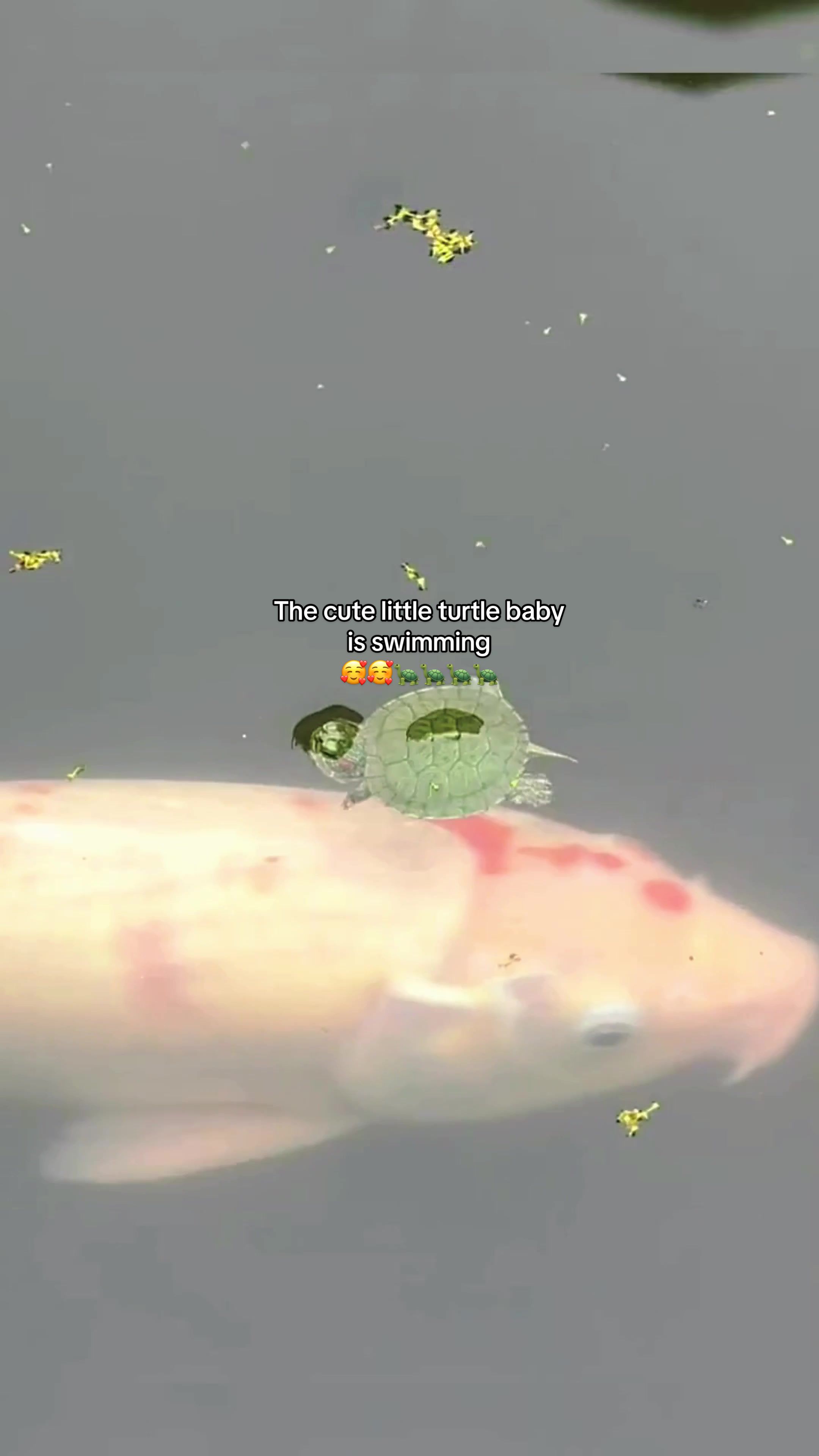 @Mr. Turtle