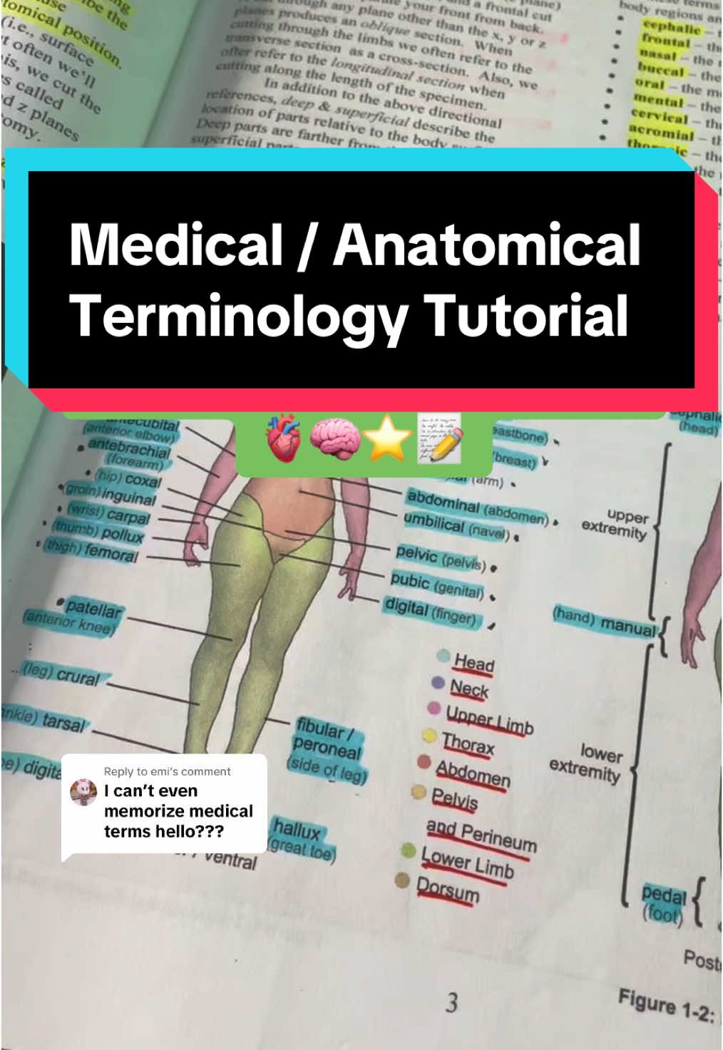 @Ollie | Anatomy & Physiology