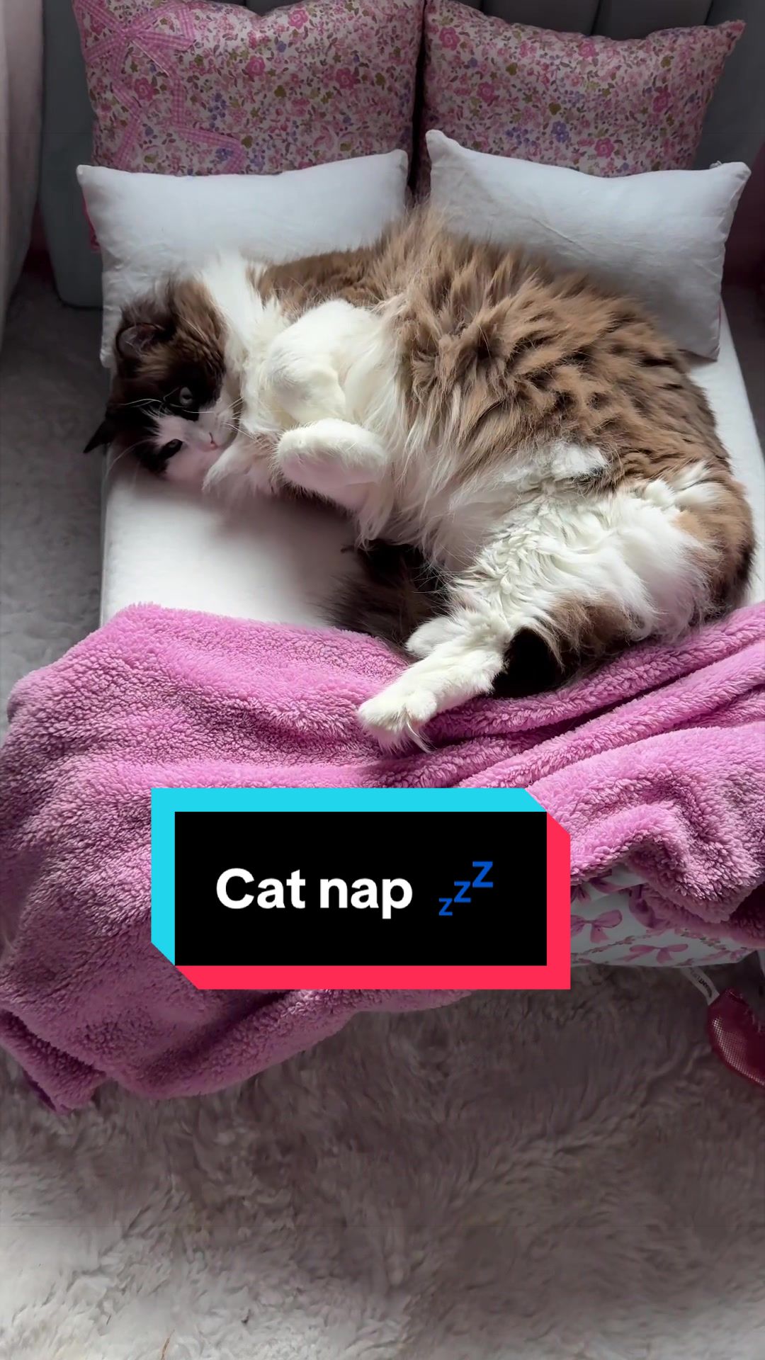 @Meredith Ragdoll Cat